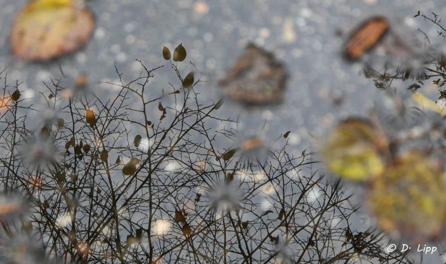 Hinter den Schatten