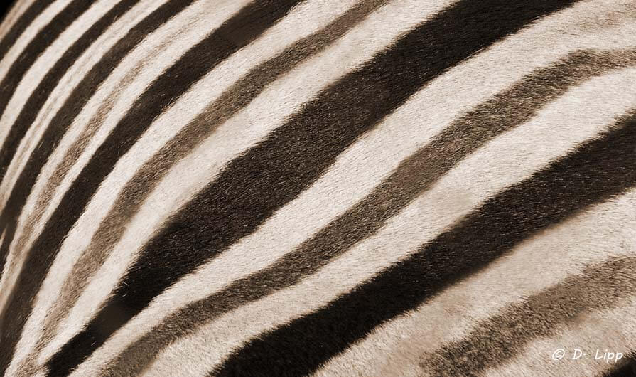 Meditation über den Zebrastreifen
