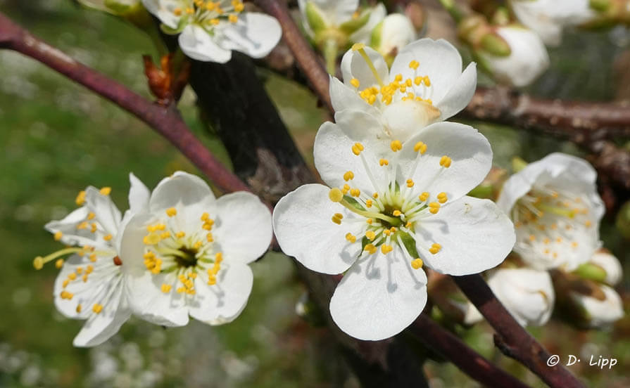 Apfelbaumblüte