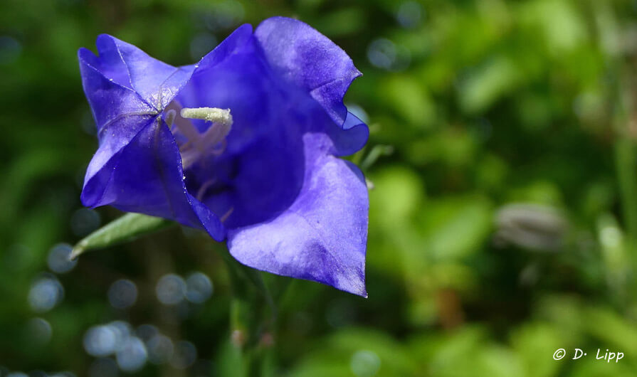 Zwei, die ein Beet anlegten