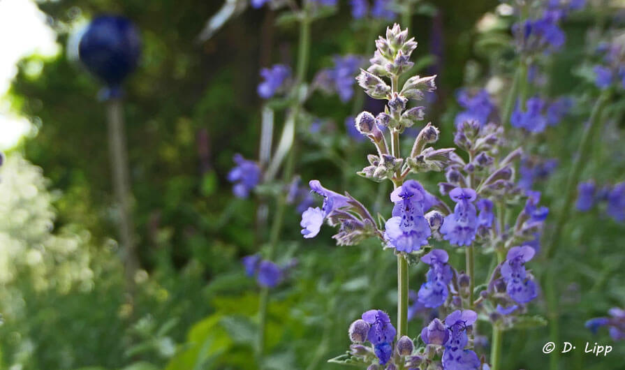 Lebensabschnitts-Partner